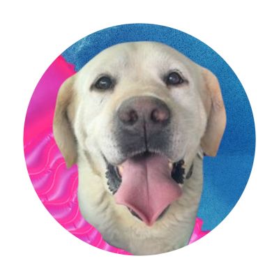 Yellow Labrador Retriever