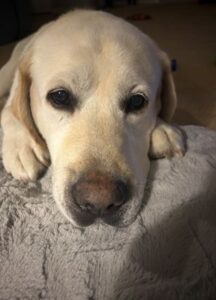 Yellow Labrador Retriever 
