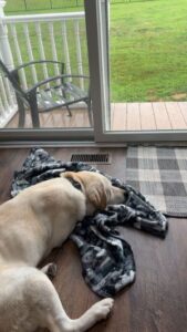 Yellow Labrador Retriever