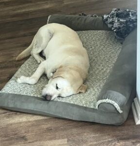 Yellow Labrador Retriever