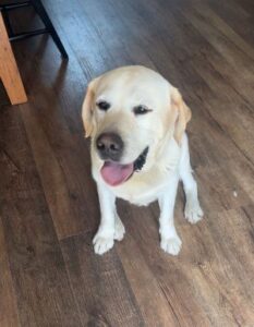 Yellow Labrador Retriever