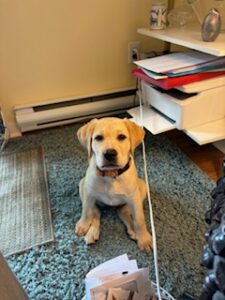 Yellow Labrador Retriever