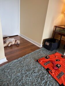 Yellow Labrador Retriever