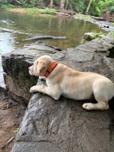Yellow Labrador Retriever