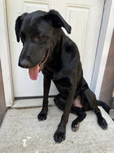 Black Labrador Retriever Mix