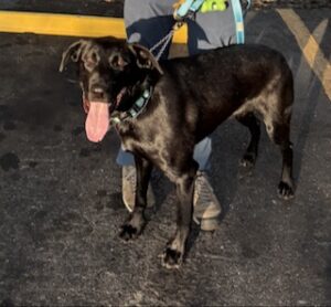 Black Labrador Retriever Mix