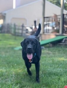 Black Labrador Retriever