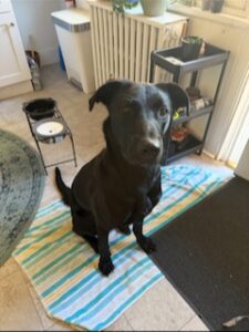 Black Labrador Retriever