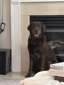 Chocolate Labrador Retriever