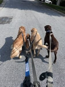 Chocolate Labrador Retriever