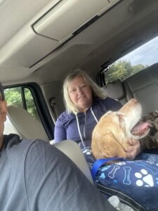 Yellow Labrador Retriever