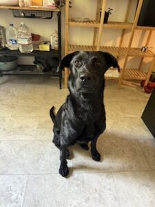 Black Labrador Retriever Mix
