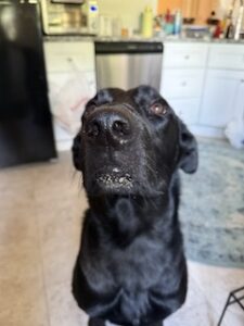 Black Labrador Retriever Mix