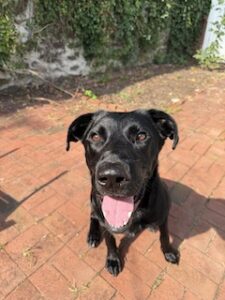 Black Labrador Retriever Mix