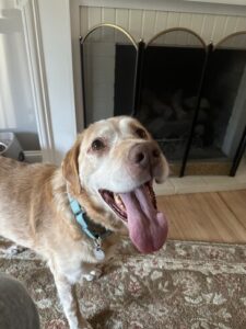 Yellow Labrador Retriever