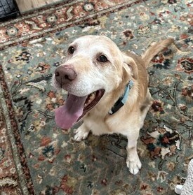 Yellow Labrador Retriever