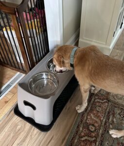 Yellow Labrador Retriever