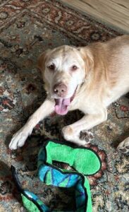 Yellow Labrador Retriever