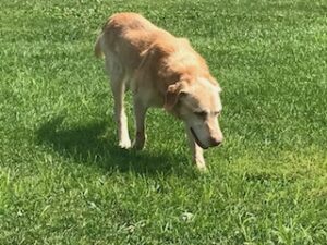 Yellow Labrador Retriever
