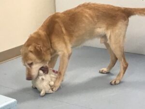 Yellow Labrador Retriever