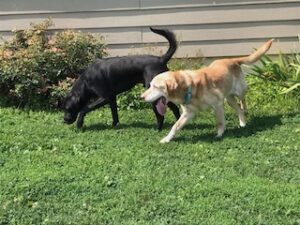 Yellow Labrador Retriever