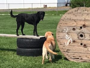 Yellow Labrador Retriever