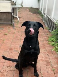 Black Labrador Retriever Mix