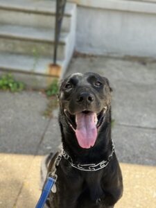 Black Labrador Retriever Mix