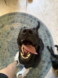 Black Labrador Retriever Mix