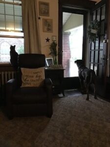 Chocolate Labrador Retriever