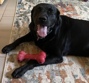 Black Labrador Retriever