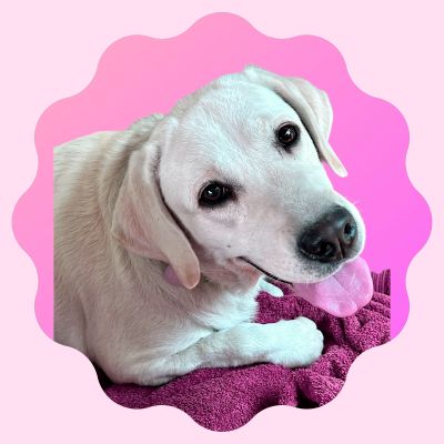 Yellow Labrador Retriever