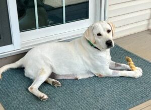 Yellow Labrador Retriever