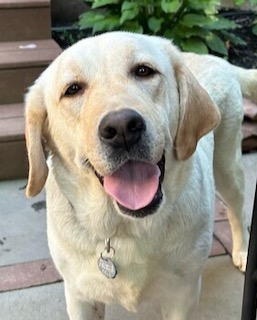Yellow Labrador Retriever