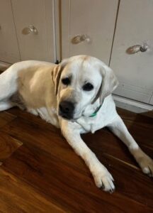 Yellow Labrador Retriever