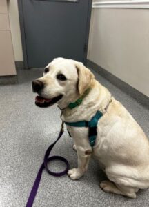 Yellow Labrador Retriever