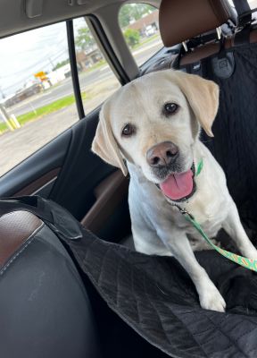 Yellow Labrador Retriever