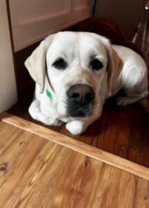 Yellow Labrador Retriever