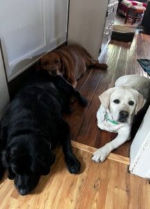 Yellow Labrador Retriever