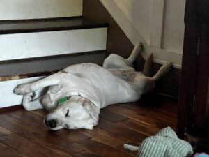 Yellow Labrador Retriever