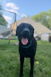 Black Labrador Retriever