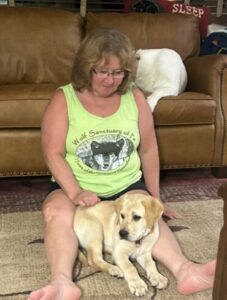 Yellow Labrador Retriever