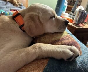 Yellow Labrador Retriever