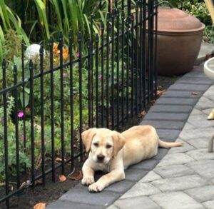Yellow Labrador Retriever