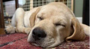 Yellow Labrador Retriever