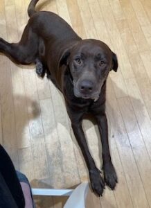 Chocolate Labrador Retriever