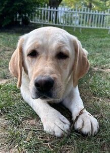Yellow Labrador Retriever