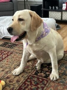 Yellow Labrador Retriever