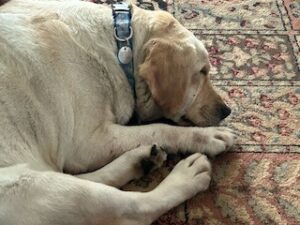 Yellow Labrador Retriever