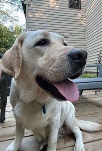 Yellow Labrador Retriever